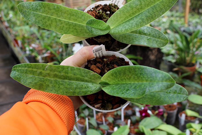 Paphiopedilum Harold Koopowitz (rothschildianum 'Eagle' x malipoense).jpg