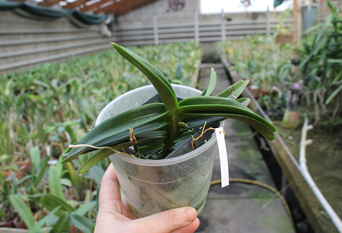 Ascocentrum miniatum.jpg