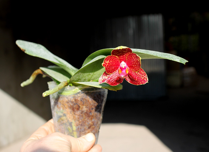 Phalaenopsis Sogo Pony x (Hymen x Sogo Kaiulani).jpg