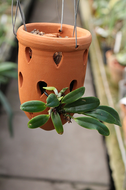 Cattleya aclandiae.jpg