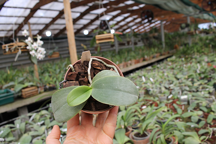 Phalaenopsis Natasha 'Auspice'.jpg