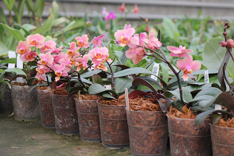 Phalaenopsis (Jiaho's Orange x schilleriana ) 'KF'.jpg