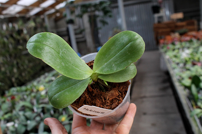 Phalaenopsis Su An Cricket 'SW'.jpg