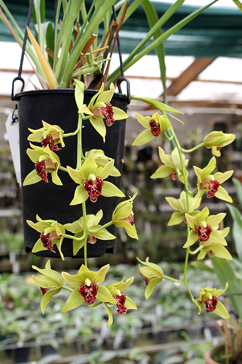 Cymbidium Cliff Hutchings.jpg