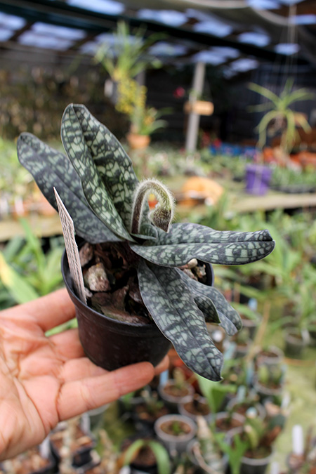 Paphiopedilum niveum x vietnamense.jpg