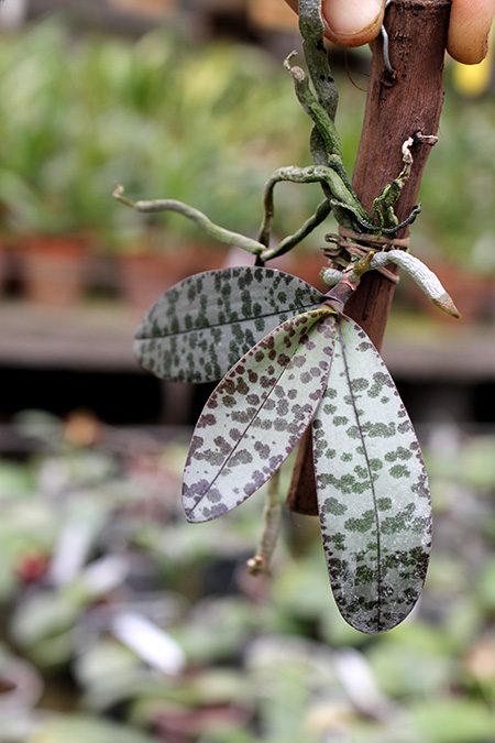 Phalaenopsis celebensis.jpg