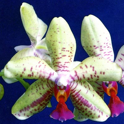 Phalaenopsis.jpg