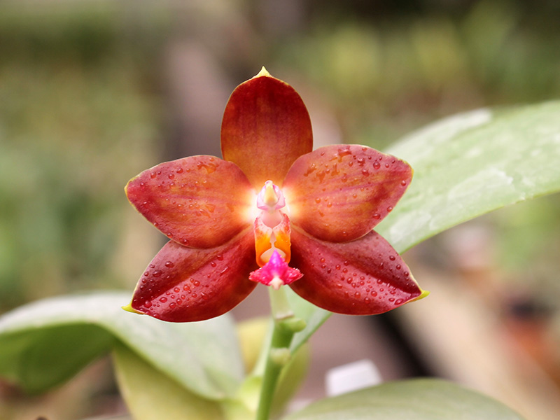 Phalaenopsis Yaphon Goodboy x Ld's Bear Queen.jpg