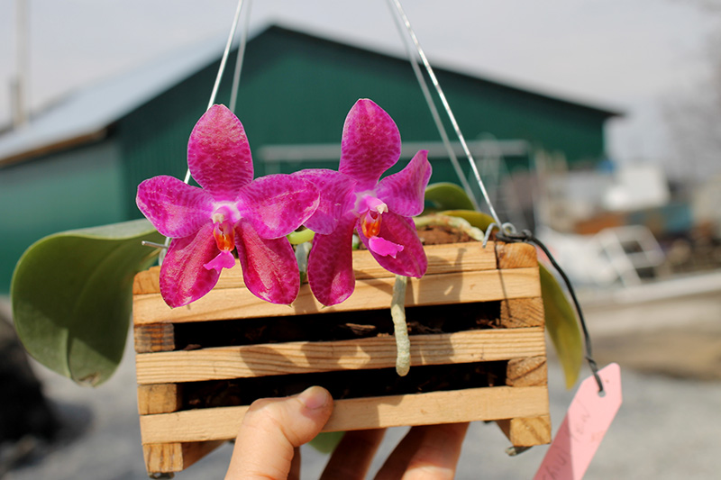 Phalaenopsis Mok Choi Yew Indigo.jpg