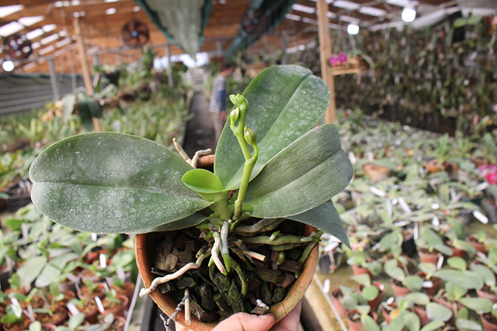 Phalaenopsis Mituo King Mituo '#7'.jpg