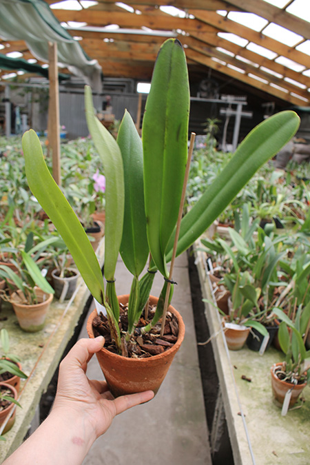 Cattleya Maggie Raphael semialba (dowiana x trianae semialba).jpg