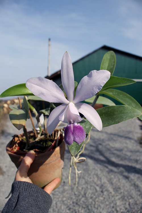Cattleya Walkerinter coerulea.jpg