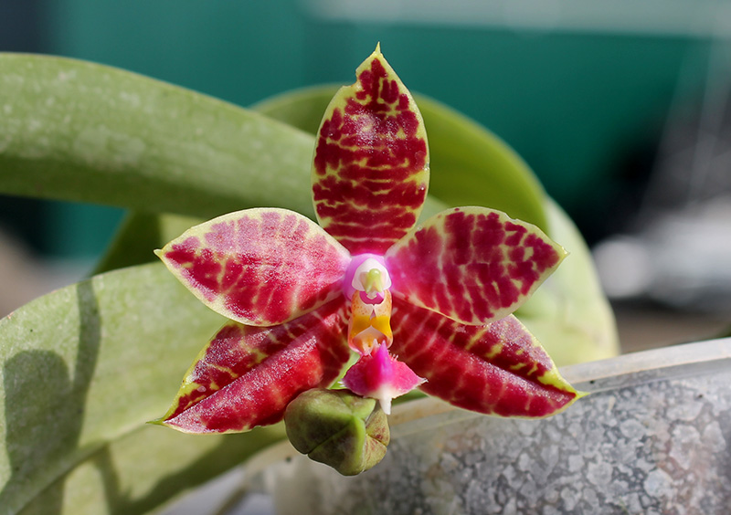 Phalaenopsis lueddemanniana x amboinensis.jpg