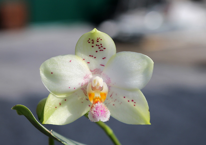 Phalaenopsis philippinensis x (Sogo Yukidian 'V3' - Yungho Gelb Canary).jpg