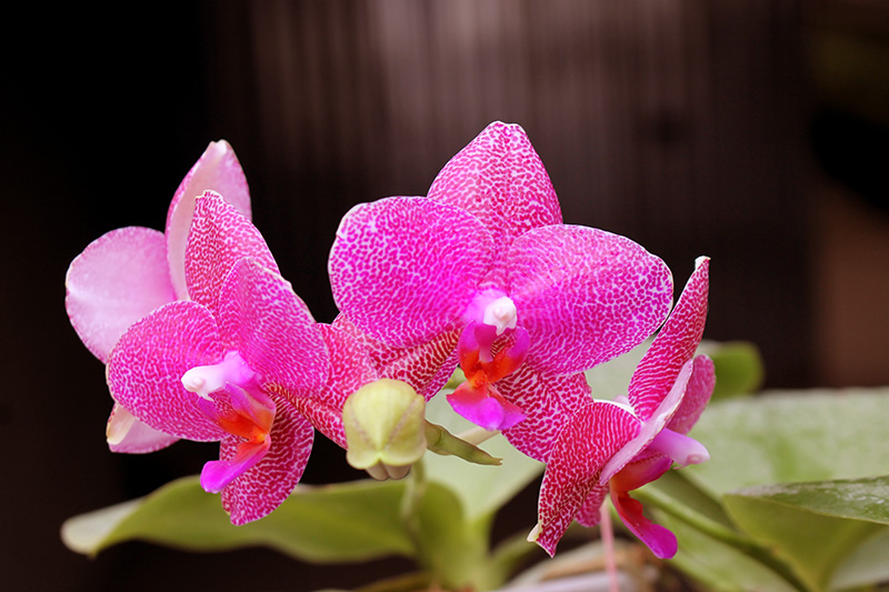 Phalaenopsis Mituo Sun x Ld's Bear King.jpg