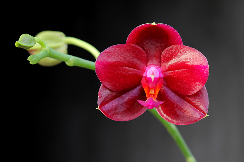 Phalaenopsis Mituo King Mituo '#7'.jpg