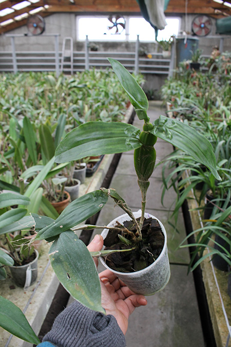 Dendrobium sulcatum.jpg