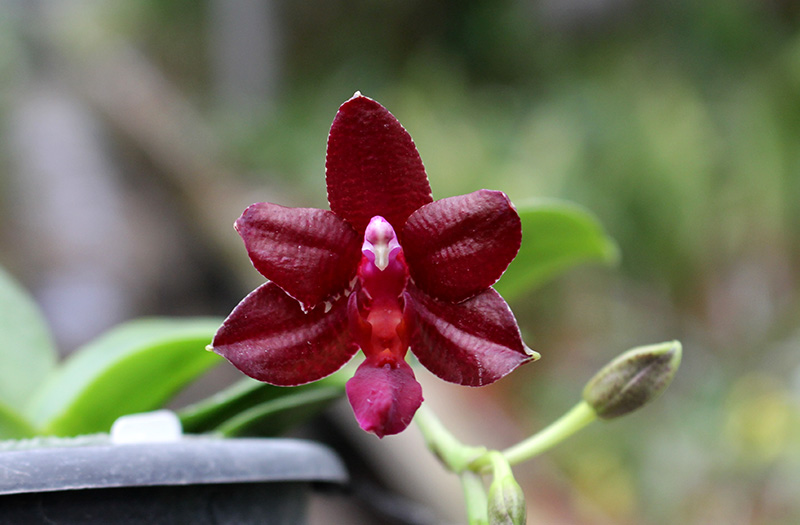 Phalaenopsis Yuda Red Blood x Chingruey's Fancy.jpg