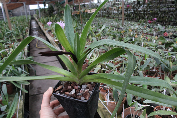 Paphiopedilum Lady Isabel x St Swithin.jpg