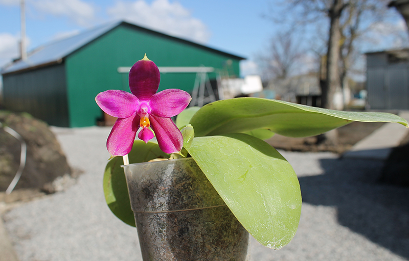 Phalaenopsis Mituo Coral Mambonosa x LD's bear Queen.jpg