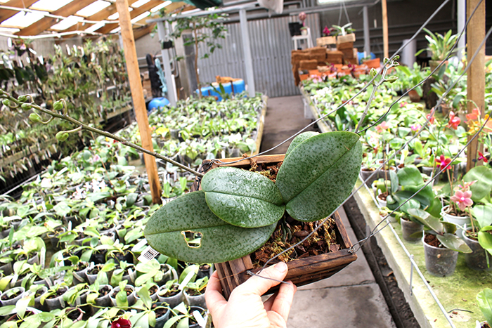 Phalaenopsis stuartiana x finleyi.jpg