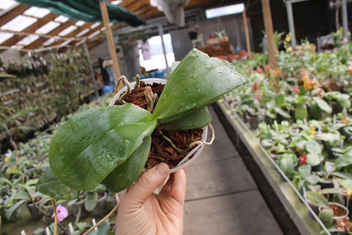 Phalaenopsis Yaphon Yellow Bloom.jpg