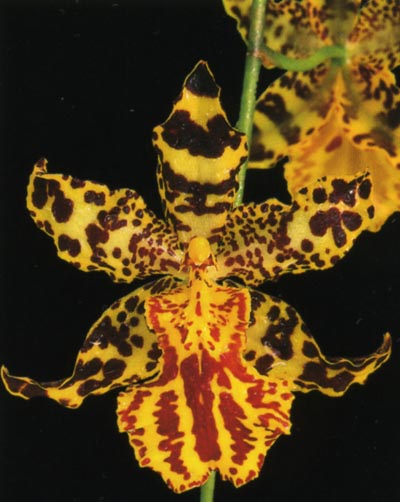 Odontocidium Golden Trident.jpg