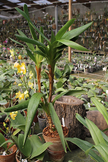 Camaridium carinulatum.jpg