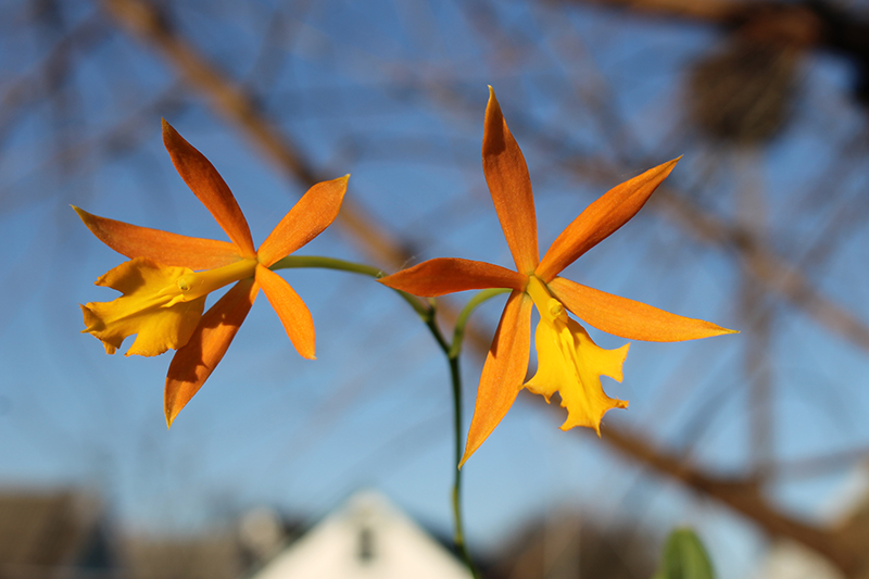 Epicattleya Orange Blaze.jpg