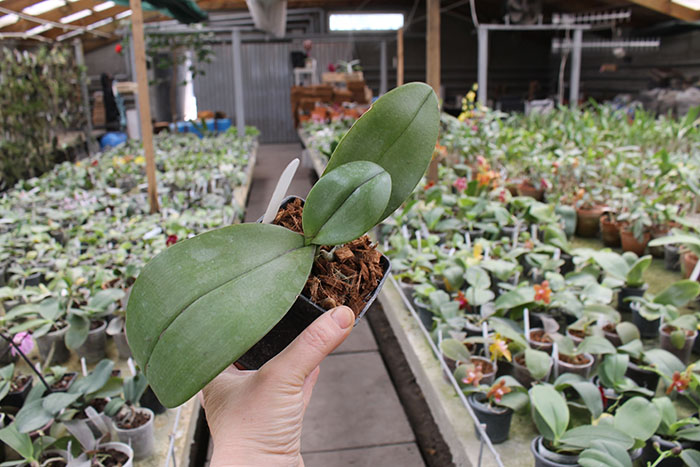 Phalaenopsis Jiaho's Pink Girl x mannii black.jpg