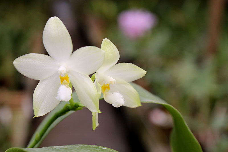 Phalaenopsis Yaphon Green Canary x tetraspis C#1.jpg