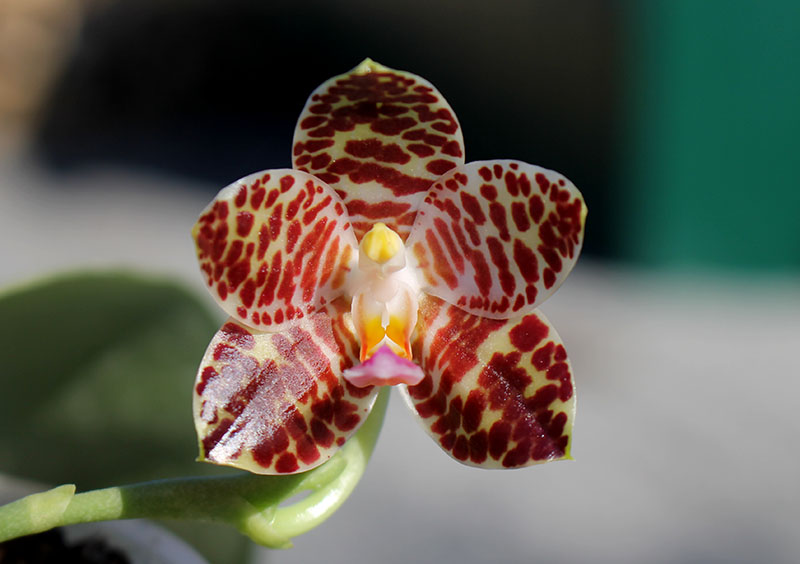 Phalaenopsis David Lim.jpg