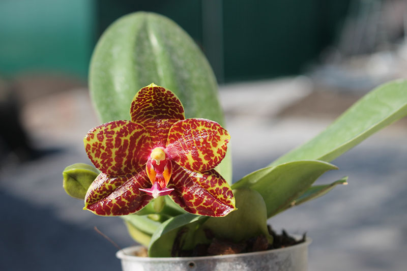 Phalaenopsis Sogo Pony x (Hymen x Sogo Kaiulani).jpg
