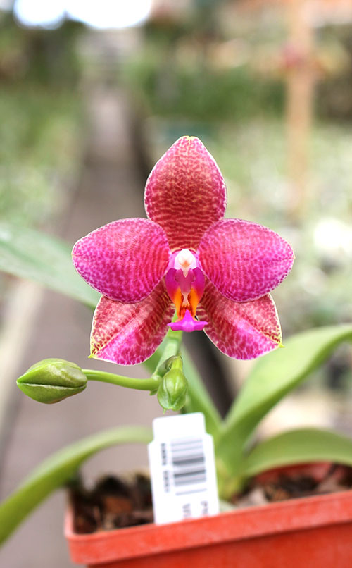 Phalaenopsis Ld's Bear King 'YK-14' x Mituo Sun 'Mituo #1'.jpg