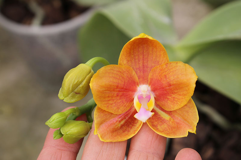 Phalaenopsis Lioulin Moon x bellina blue.jpg