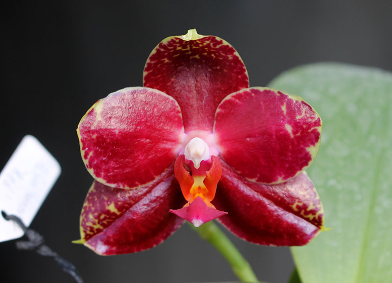 Phalaenopsis AL Sun Hannover Red.jpg