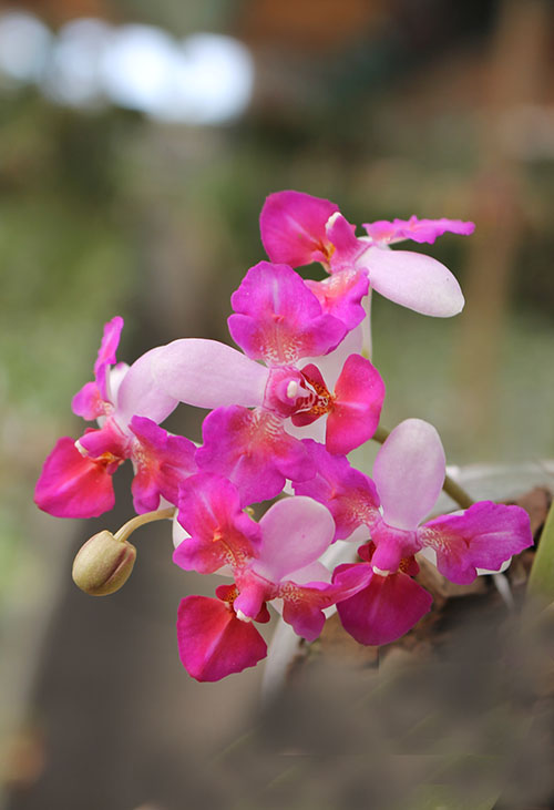 Phalaenopsis Liu's Berry 'Trinity'.jpg