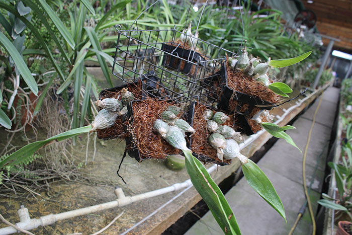 Encyclia karwinskii.jpg