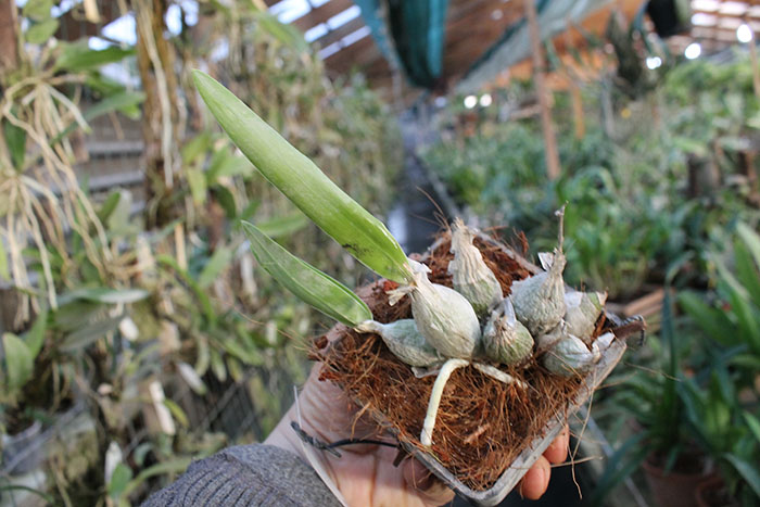 Encyclia karwinskii.jpg