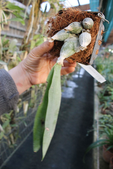 Encyclia karwinskii 1.jpg