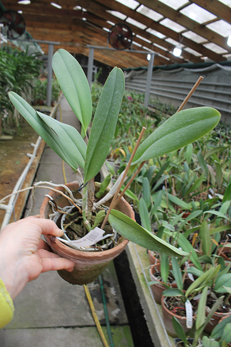 Brassolaeliocattleya George King 'Serendipity'.jpg