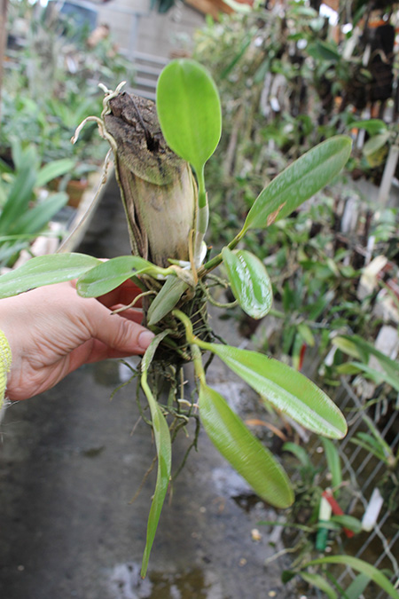 Laelia pumila 'Ruby' (Z-71) x Laelia pumila 'Black Diamond'.jpg