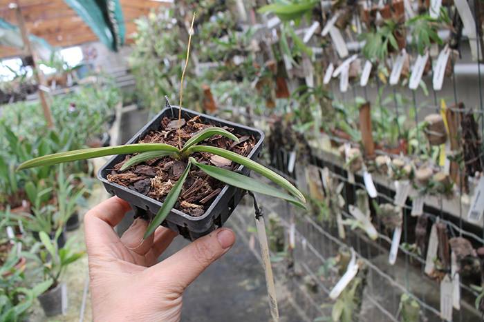 Ionopsis utricularioides.jpg