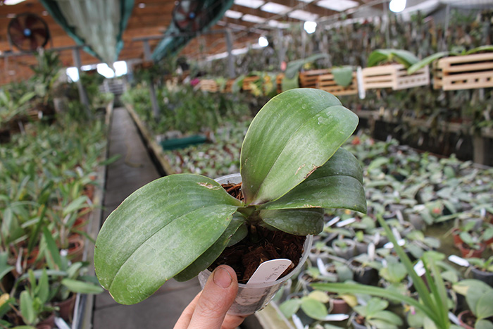 Phalaenopsis Sogo Manager x Gelbliber.jpg