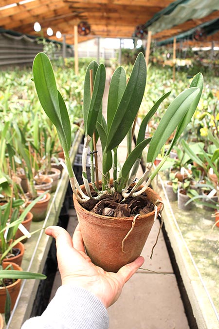 Brassavola Aristocrat.jpg