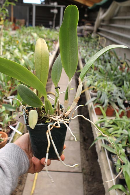 Laeliocattleya Mini Purple х Brassolaeliocattleya Lois Mcneil 'Ace'.jpg