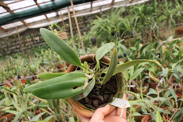 Cattleya maxima semi alba 'AWZ' x SELF.jpg
