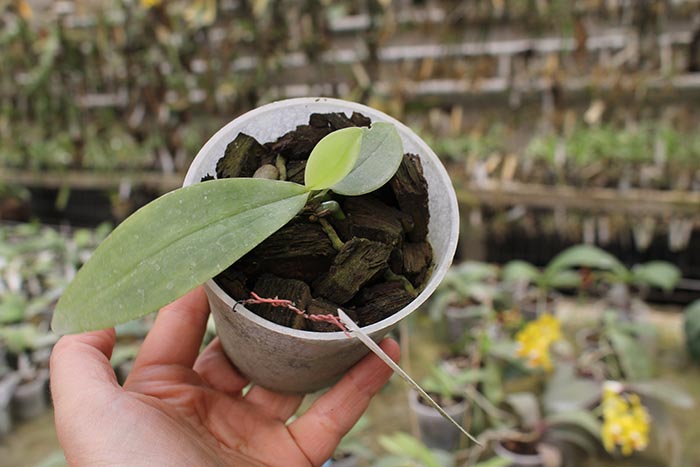 Phalaenopsis mannii 'Black'.jpg