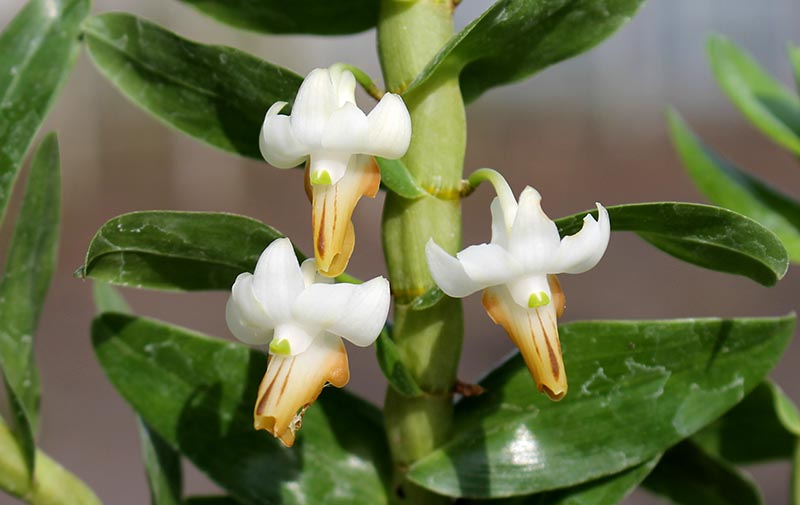 Dendrobium ellipsophyllum.jpg