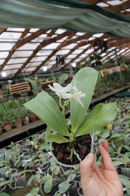 Phalaenopsis Yaphon Green Canary x tetraspis C#1.jpg